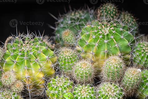 Cactus plant. Small round cacti. Green cacti. Many cacti on the ground ...