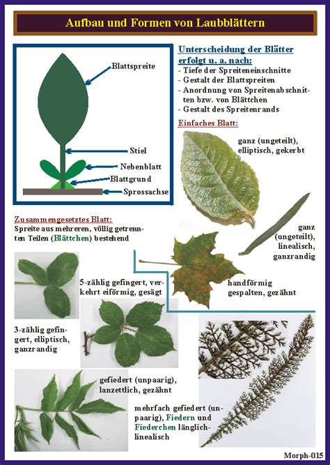 Thymi herba - Thymian