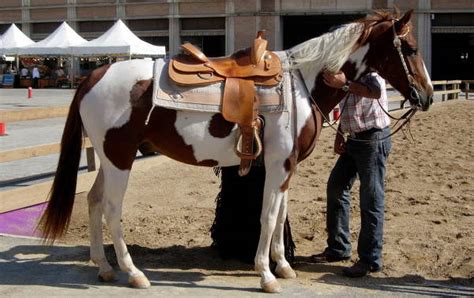 Chestnut Base Horse Coat Color | The Equinest