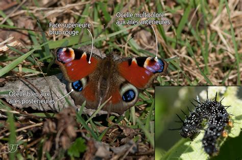 Paon Du Jour Aglais Io Les Carnets Nature De Jessica Photographie