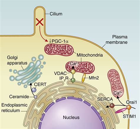 Organelle Crosstalk In The Kidney Kidney International