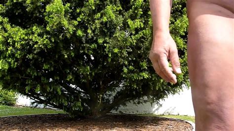 Wichsen Im Garten Gay Porn XHamster