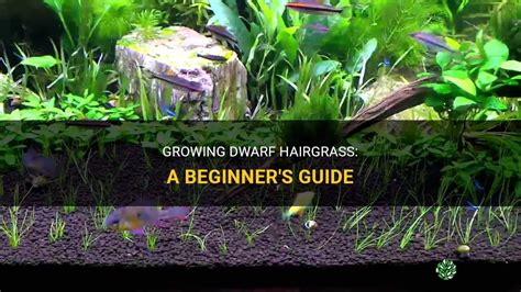 Growing Dwarf Hairgrass A Beginners Guide Shuncy