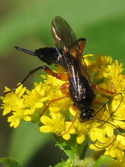 Pimpla Pedalis Pimpla Pedalis BugGuide Net