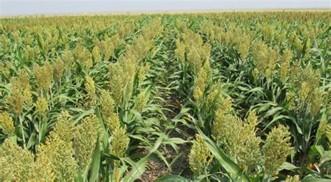 Grain Sorghum Variety Trial At High Plains Agricultural Lab