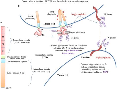 Frontiers Charge And Polarity Preferences For N Glycosylation A