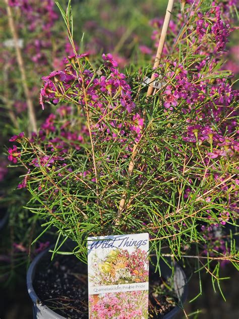 Geraldton Wax Purple Pride Perth Frangipani Heaven Perth