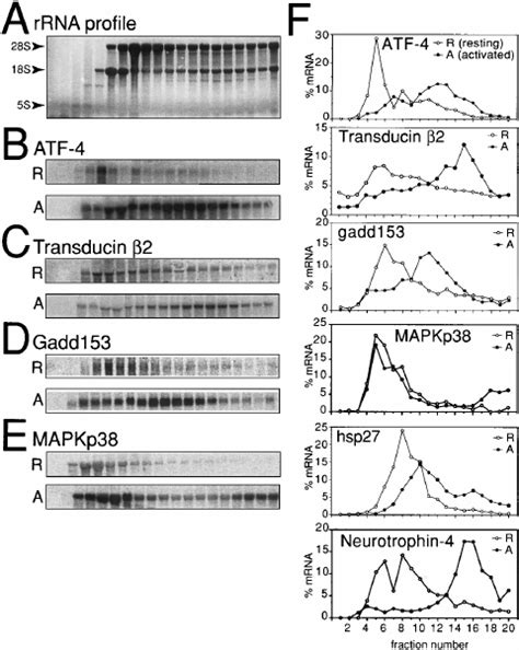 Polysome profiles of translationally controlled transcripts identified ... 