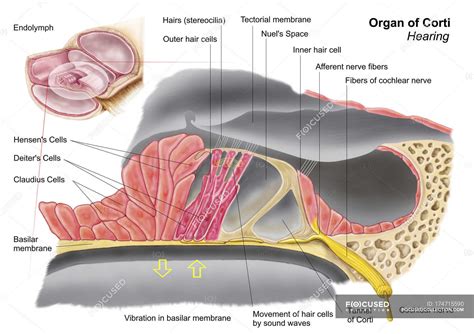 Organ Of Corti Diagram