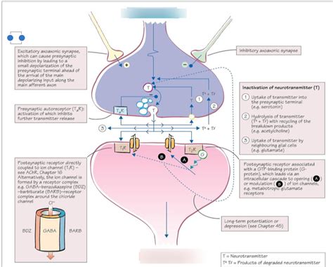 neurotransmitters and receptor Diagram | Quizlet