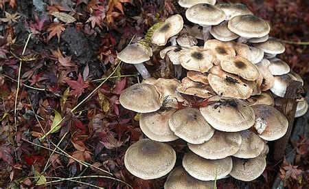 Identifying and Cooking Honey Mushrooms