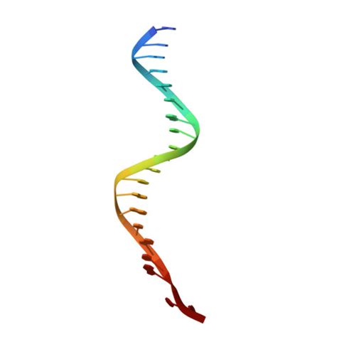 Rcsb Pdb Umw Atomic Model Of The Human Ctf Rfc Pcna Dna Ternary