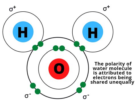 Describe The Molecular Structure Of Water And How Each Water Quizlet