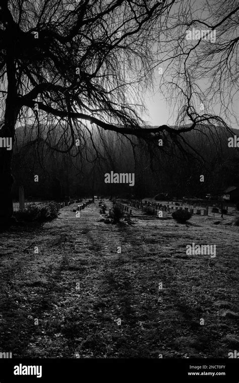 A Tranquil Cemetery Featuring Barren Trees And Numerous Tombstones