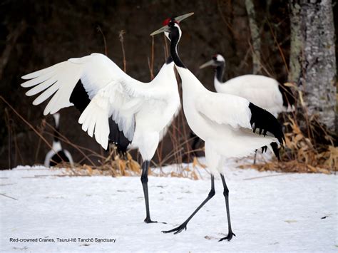 Red Crowned Cranes Red Crowned Cranes Tsurui It Tanch S Peter