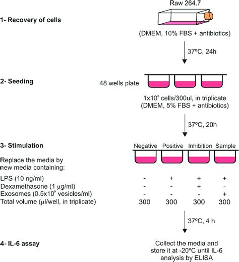 In Vitro Macrophage Assay Design Schema Showing The Different Steps