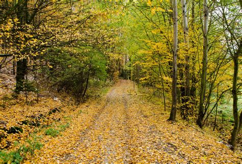 autumn forest path  stock photo public domain pictures