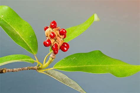 Magnolia virginiana (Sweet Bay Magnolia)