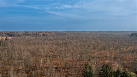 Polish Part Of Bialowieza Forest To East Stock Photo Download Image