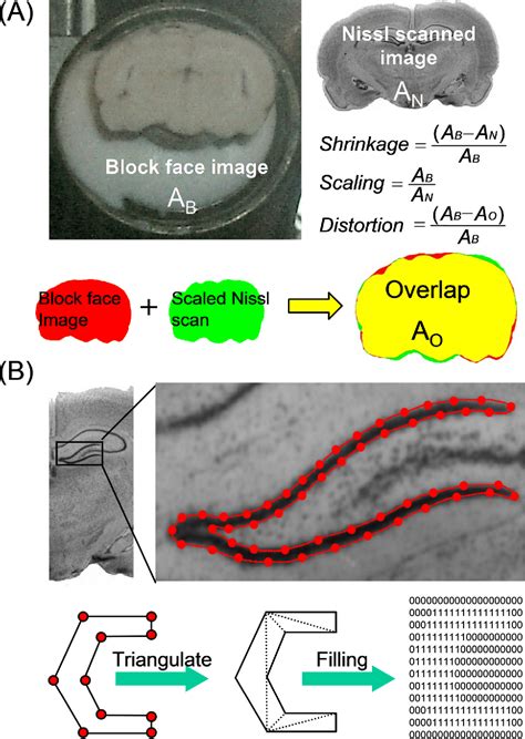 Figure From Non Homogeneous Stereological Properties Of The Rat