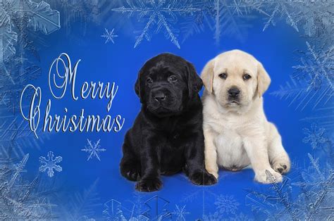 Labrador Retriever Puppies Christmas Card Photograph By Waldek Dabrowski