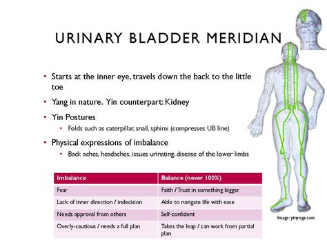 Yin Yoga | Urinary Bladder Meridian Sequence — Nancy Nelson