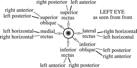 Eye Muscles Nerves