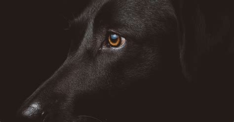 Literary Hub My First Porno My First Dildo My First Love On José Donosos The Mysterious