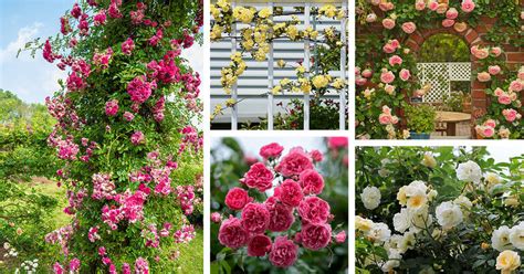 10 Types of Climbing Roses that Elevate Your Garden