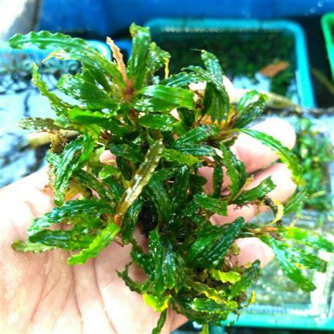 Jual Bucephalandra Velvet Green Per Clump Shopee Indonesia