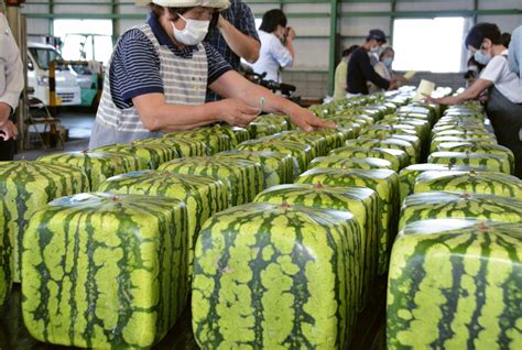 Quadratische Wassermelonen In Japan