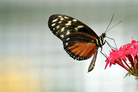 Tropische Schmetterlinge Heliconius Hecale Foto And Bild München Natur