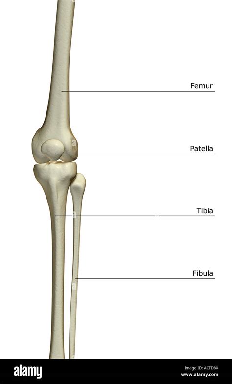 The Bones Of The Knee Stock Photo Alamy