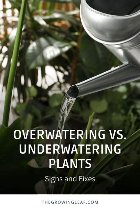 Signs And Fixes For Overwatering Vs Underwatering Plants