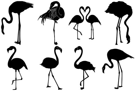 Flamingo Vector Silhouettes Ai Eps Png Illustrations