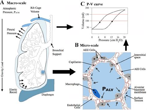 A Mechanical Determinants Of The Lung Include Loads Tissue