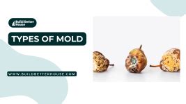 Types of Mold: A Comprehensive Guide for Identification - Build Better House