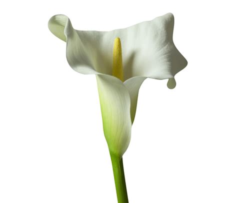 arum des fleuristes à Montréal