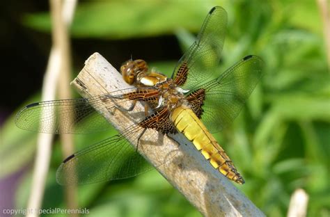 Dragonflies commonly seen in gardens