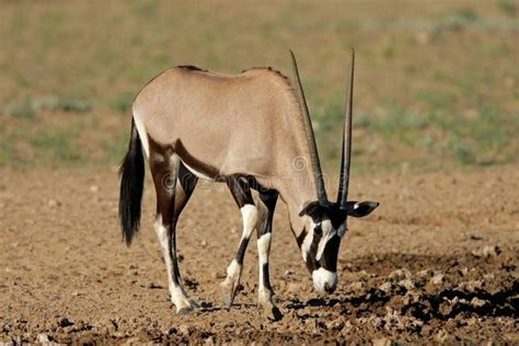 Gemsbok Antelope Royalty Free Stock Photos - Image: 4853738