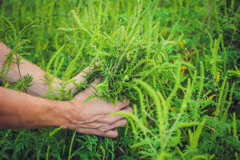 Ragweed: How to Identify and Control This Common Weed