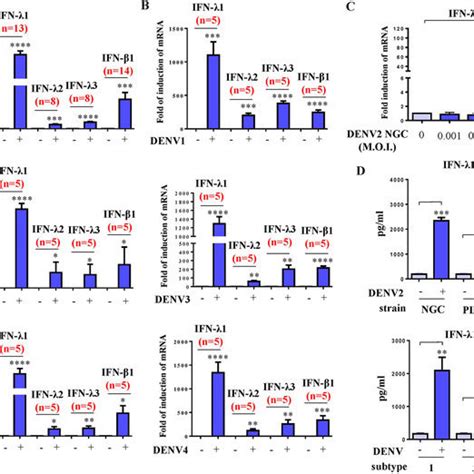 Dengue Virus Denv Infection Induced Ifn Production In Human Dcs