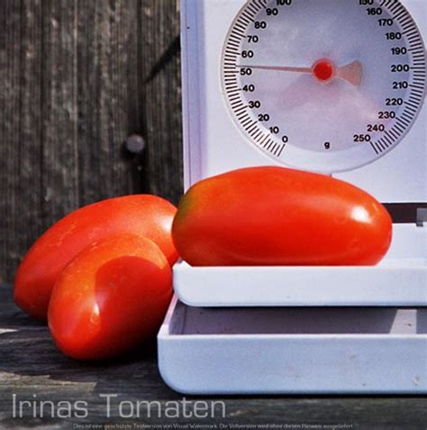 Red Star Tomaten Samen Rot Tomaten Samen Irinas Tomaten