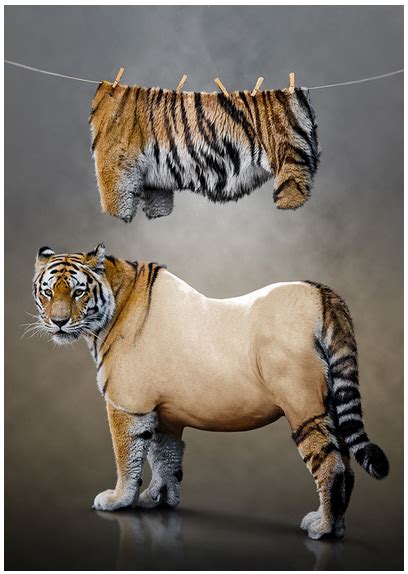 Tigers Clips Hang Dress Skin Nude Captivity Escape Body Flesh Wounds Home Place சலவனம