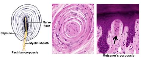 Pacinian Corpuscle Structure