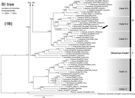 B Bayesian Inference Phylogram Of Tectaria Based On Plastid Dna