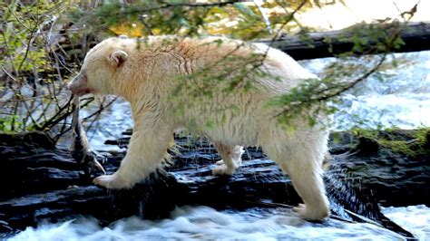 World Class Wildlife of Great Bear Rainforest