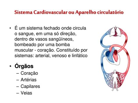 Sobre A Estrutura Do Sistema Cardiovascular é Correto Afirmar Que