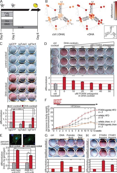 Omega Fatty Acids Activate Ciliary Ffar To Control Adipogenesis Pmc