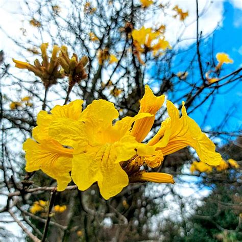 Florada Dos Ip S Encanta E Colore Cen Rio Urbano Em Jaragu Do Sul